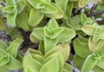 Oregano Saplings ওরেগানো চারা