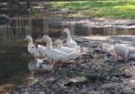 Balgium duck and Chainese sell