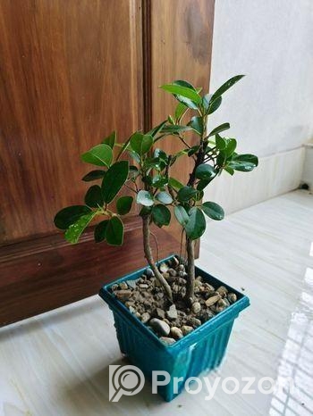 বনসাই চায়না বট