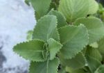 Oregano Saplings ওরেগানো চারা