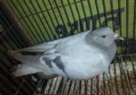 রেসার কবুতর বিক্রি করা হবে