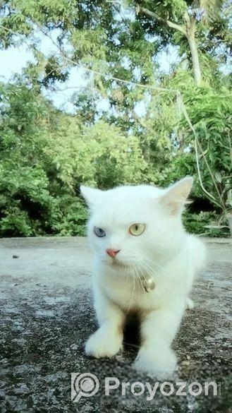 Persian Cat Sale