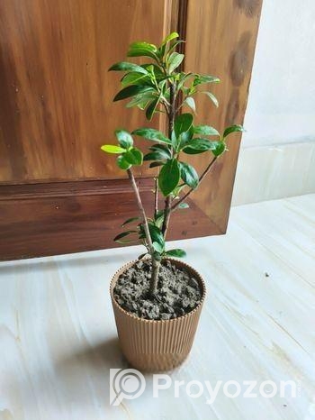 Bonsai China Bot