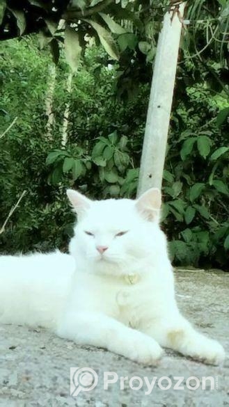Persian Cat Sale