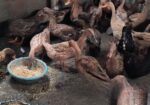 খাঁকি ক্যাম্পবেল ডিম পাড়া হাঁস বিক্রি করা হবে