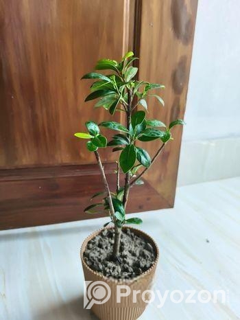 Bonsai China Bot