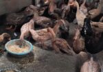 খাঁকি ক্যাম্পবেল ডিম পাড়া হাঁস বিক্রি করা হবে