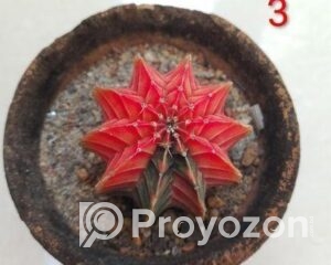 fitted-98_2025-10-05_09-31-05