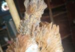 Desi Murgir Bacca ( দেশি মুরগির বাচ্চা )