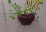 Indoor Plant