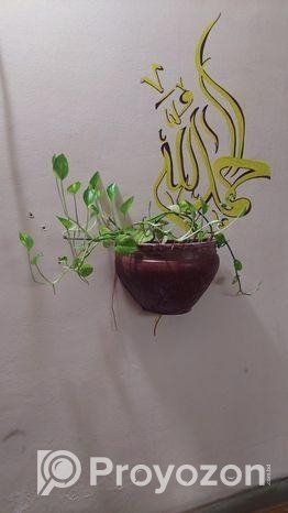 Indoor Plant