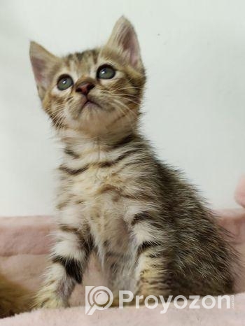Cat Sell