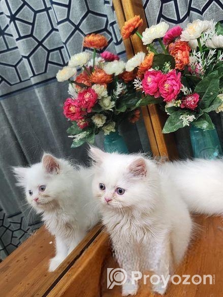 Persian Cat