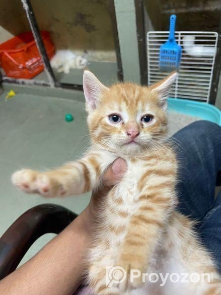 Mixed Persian