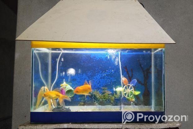 Aquarium Full Setup