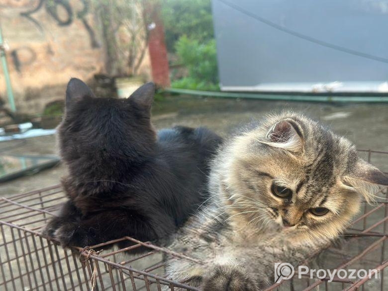 Cat Sell Post