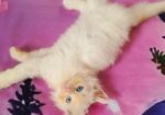 Persian cat