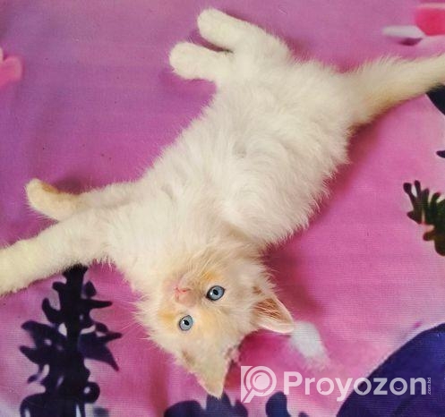 Persian cat