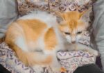 Parsian Mix Baby Cat