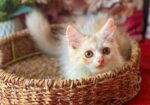 Royal Persian Cat
