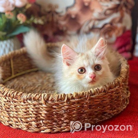 Royal Persian Cat
