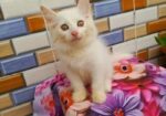 Persian kitten