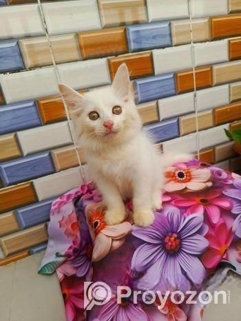 Persian kitten