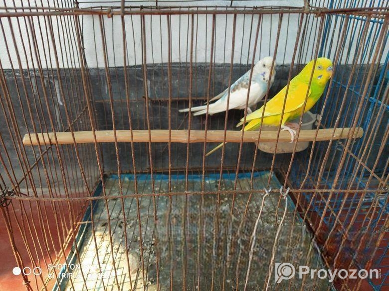 বাজিগর পাখি ১জোরা
