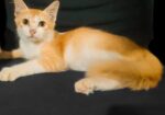 Parsian Mix Baby Cat