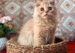 Royal Persian Cat