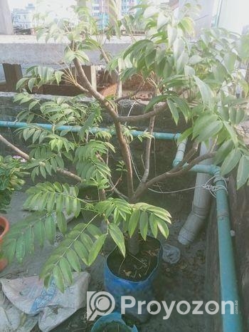 ৫টি গাছ