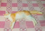 Parsian Mix Baby Cat