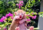 দেশি-বিড়াল