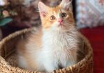 Royal Persian Cat