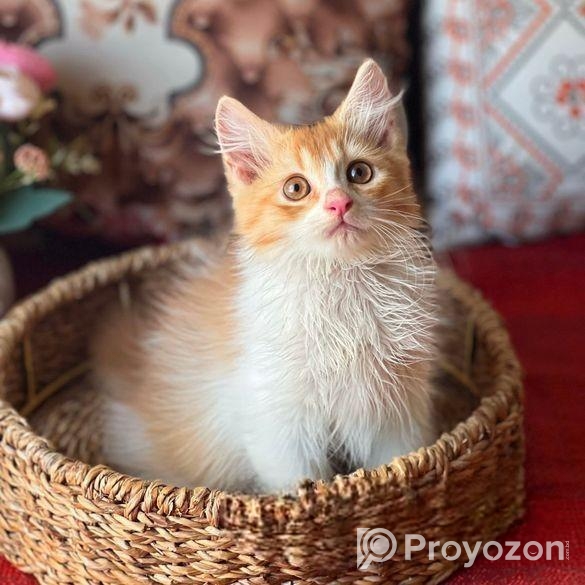 Royal Persian Cat