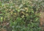 ৫টি গাছ