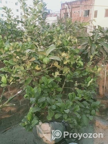 ৫টি গাছ