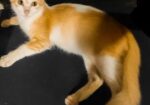 Parsian Mix Baby Cat