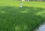 ৪০ শতক নিঃষ্কন্টক ভিটি জমি বিক্রি হবে