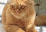 Traditional Persian Kitten