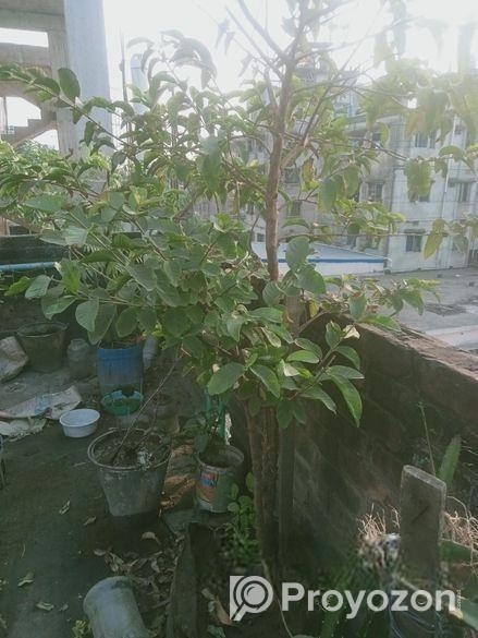 ৫টি গাছ