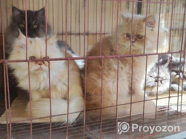 Persian Female Cat
