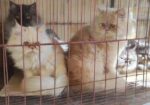 Persian Female Cat