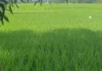 ৪০ শতক নিঃষ্কন্টক ভিটি জমি বিক্রি হবে