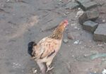 দেশি মুরগী