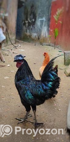 kadarnath morog