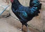 kadarnath morog