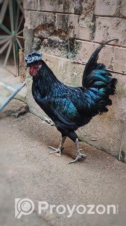 kadarnath morog