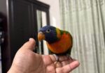Rainbow Lori Pair
