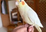 Family Package Cocktail Bird
